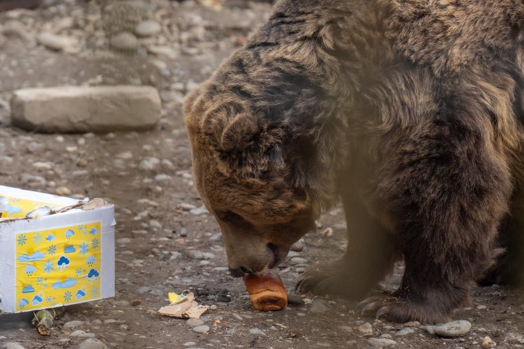 Két medvét fogtak be a marosvásárhelyi állatkert területén