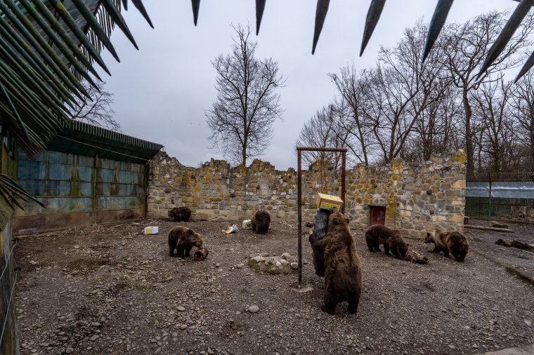 Medvenapot tartanak hétfőn a marosvásárhelyi állatkertben
