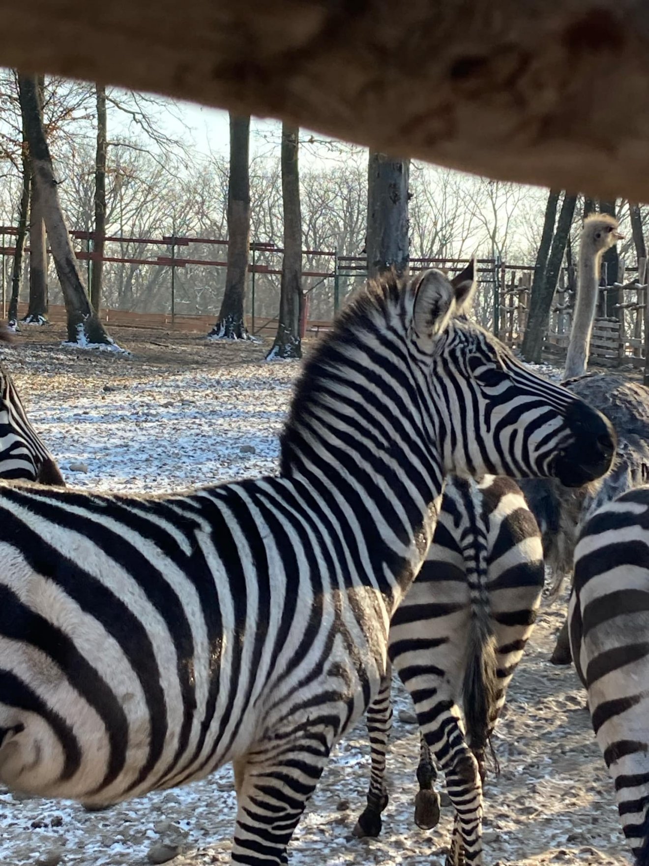 Választhatnak, hogy kint vagy bent töltik a napjaikat