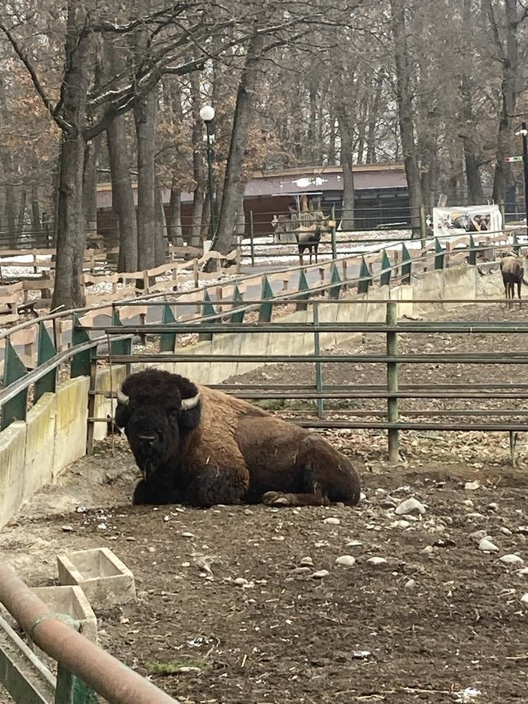 Van, aki biztos nem fázik •  Fotó: Marosvásárhelyi Állatkert