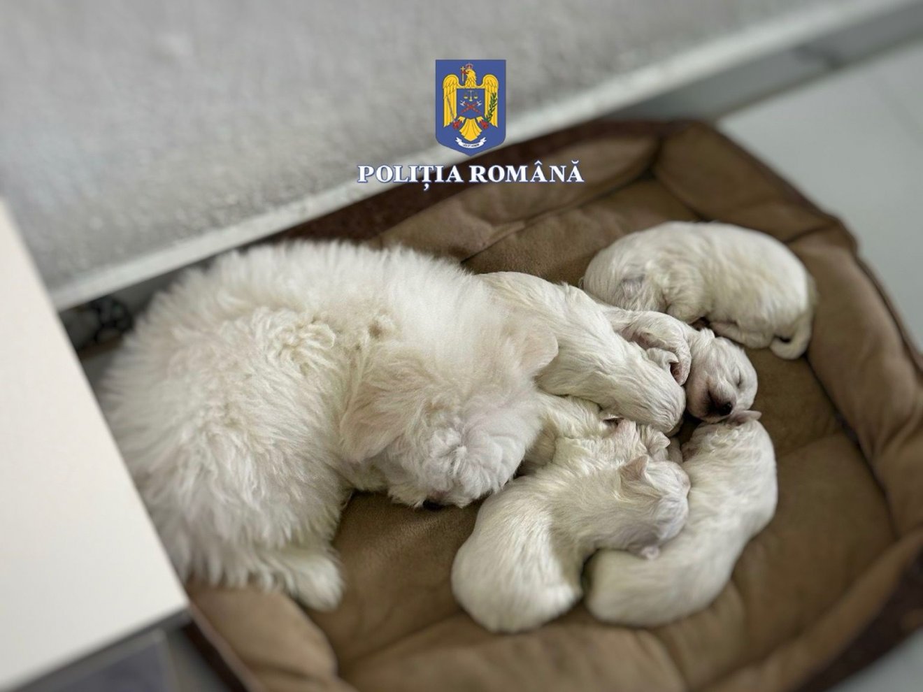 Máltai selyemkutyák ügyében nyomoznak •  Fotó: Maros megyei rendőrség