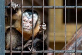 Sötétedés utáni kalandok az állatkertben a Múzeumok Éjszakáján