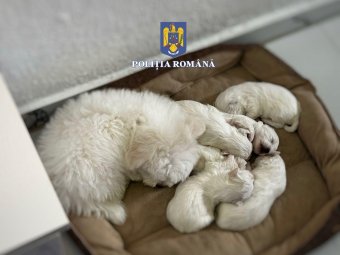 Házkutatás és rendőrségi nyomozás két apró kutyakölyök ügyében