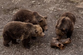 Rövid lesz a tél, ha hihetünk a nagytestű „időjósainknak”