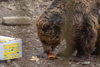 Két medvét fogtak be a marosvásárhelyi állatkert területén