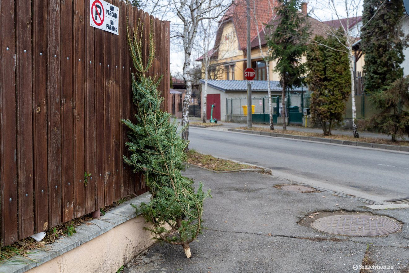 Megkezdték az elszáradt karácsonyfák elszállítását a székelyföldi városokban •  Fotó: Haáz Vince