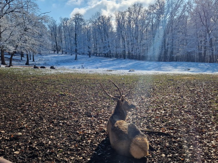Ilyen sokan voltak kíváncsiak a marosvásárhelyi állatkertre az elmúlt másfél hónapban