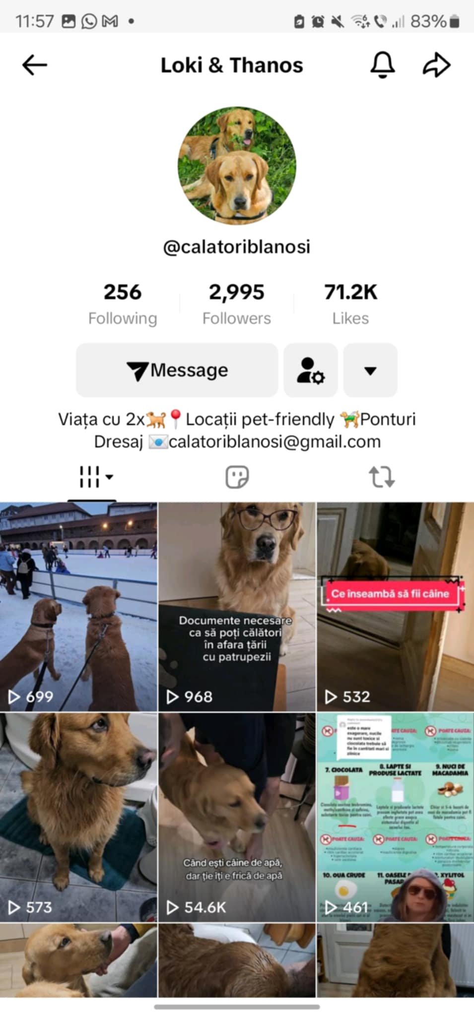 Máthé Réka egy háziállatos profilt menedzsel a TikTokon, melynek elsődleges célja az állatbarát szálláshelyek, kávézók, városok hírverés keltése Romániában •  Fotó: TikTok oldal/Képernyőmentés