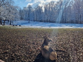 Ilyen sokan voltak kíváncsiak a marosvásárhelyi állatkertre az elmúlt másfél hónapban