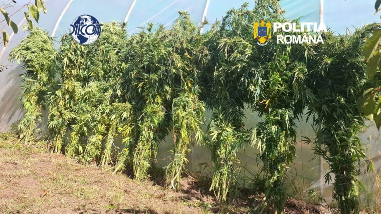 Eladásra termesztett kannabiszt Sepsiszentgyörgyön egy 62 éves férfi, őrizetbe vették