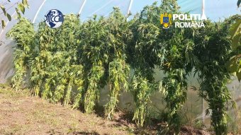Eladásra termesztett kannabiszt Sepsiszentgyörgyön egy 62 éves férfi, őrizetbe vették