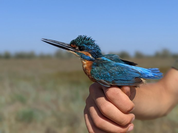 Gyűrűzőtábor a Duna-delta közelében: csökken a vonuló jégmadarak száma