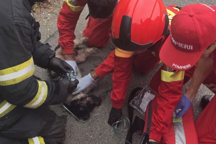 Oxigénnel és masszázzsal segítettek a lakástűzből kimentett kiskutyán, az állat pedig magához tért – videóval