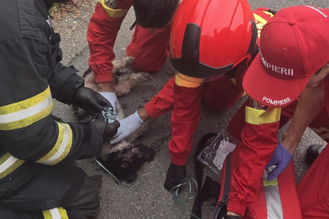 Oxigénnel és masszázzsal segítettek a lakástűzből kimentett kiskutyán, az állat pedig magához tért – videóval