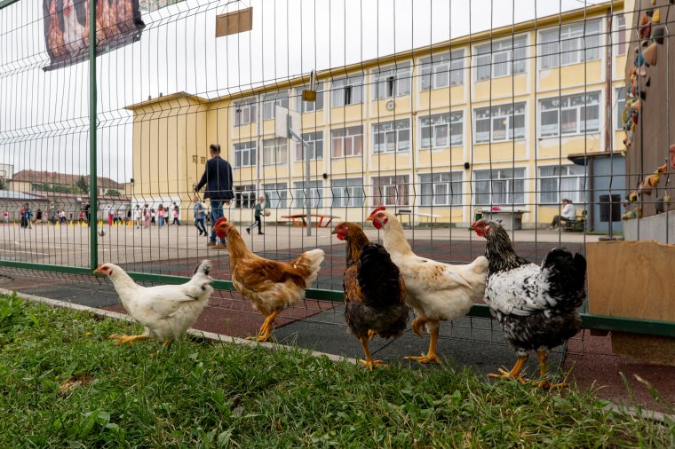 Felelősségre tanítás „tojáshéjban” – egy iskola, ahol csirkéket nevelnek, a csirkék pedig a gyerekeket