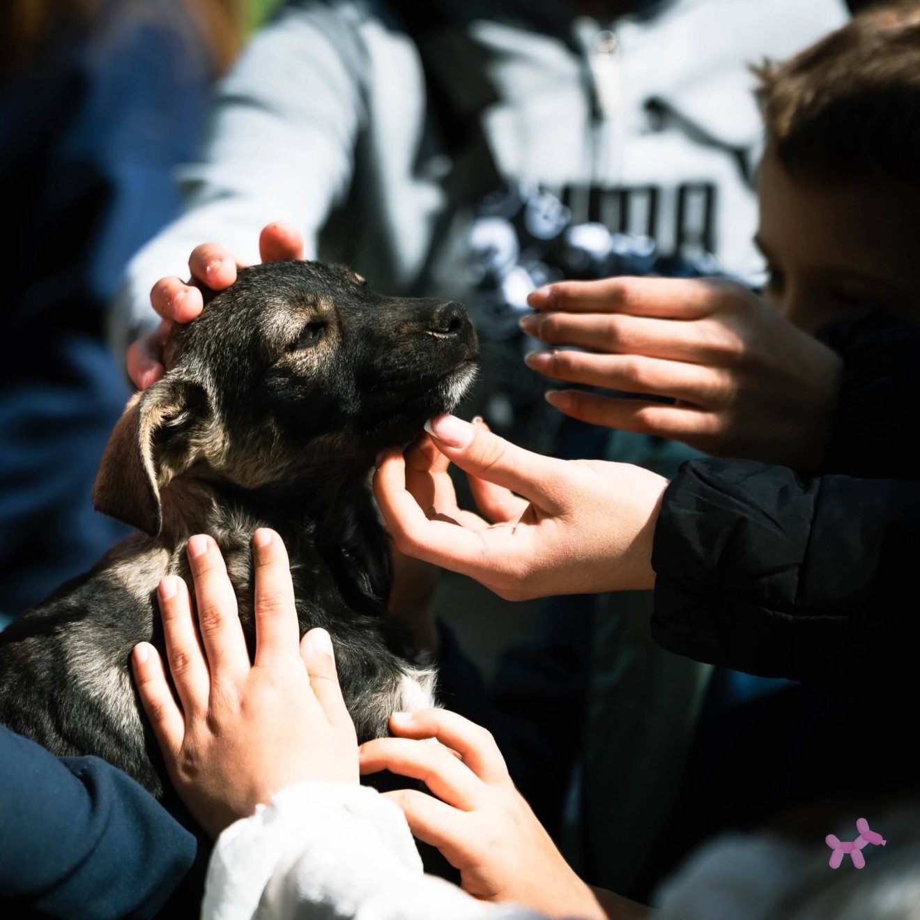 Örökbefogadásra is lehetőség lesz hétfőn, Sepsiszentgyörgyön &bullet;  Fotó: Szépmezői Kutyamenhely