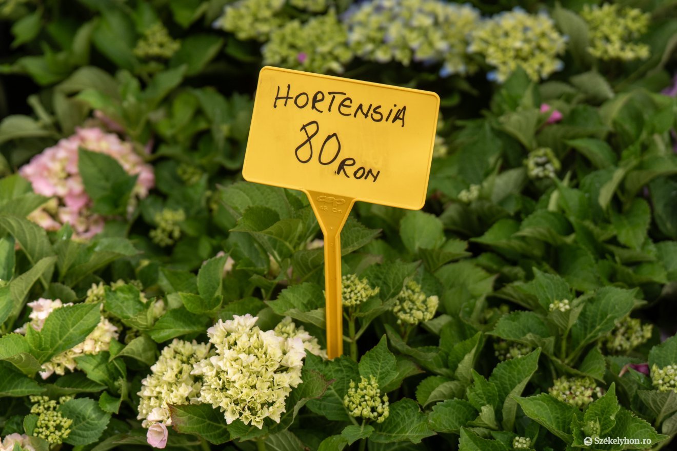 &bullet;  Fotó: Haáz Vince