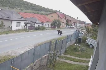 Kerítéseket rongált egy medve szombaton reggel Mezőbergenyében