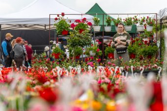 Rózsamuskátlitól kakukkfűig – vasárnap estig tart a vásár Udvarfalván