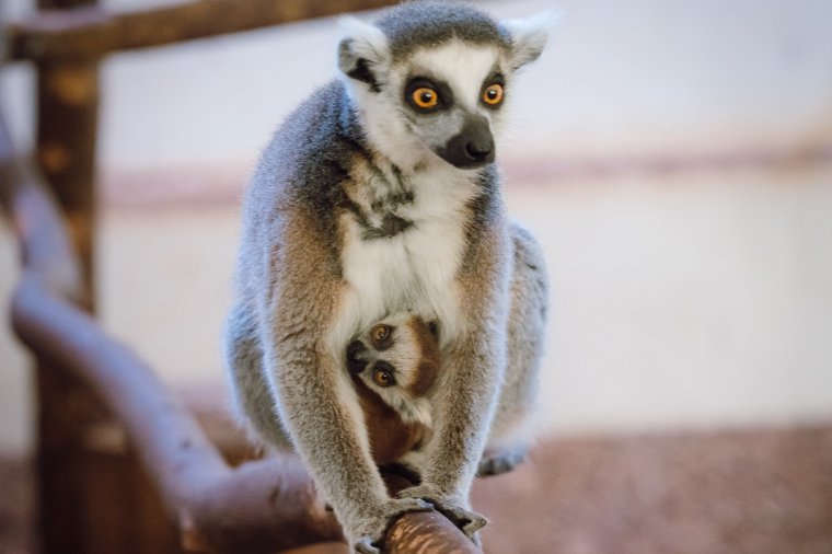 Bébibumm a marosvásárhelyi állatkertben