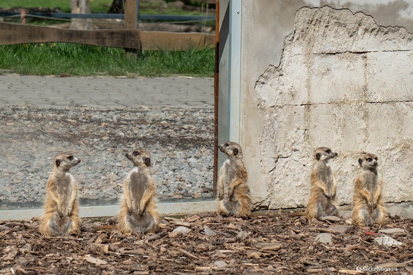 &bullet;  Fotó: Haáz Vince