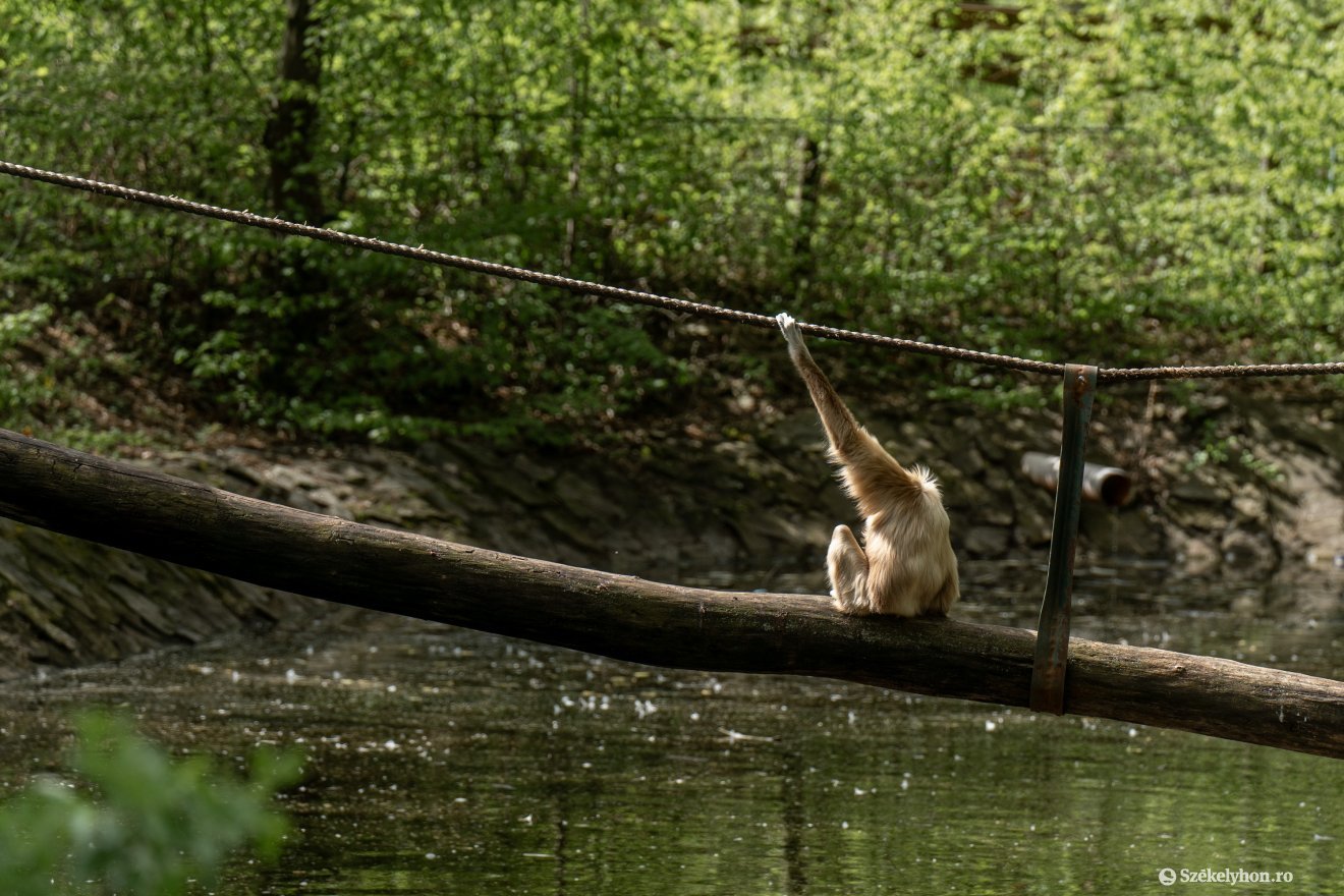 &bullet;  Fotó: Haáz Vince