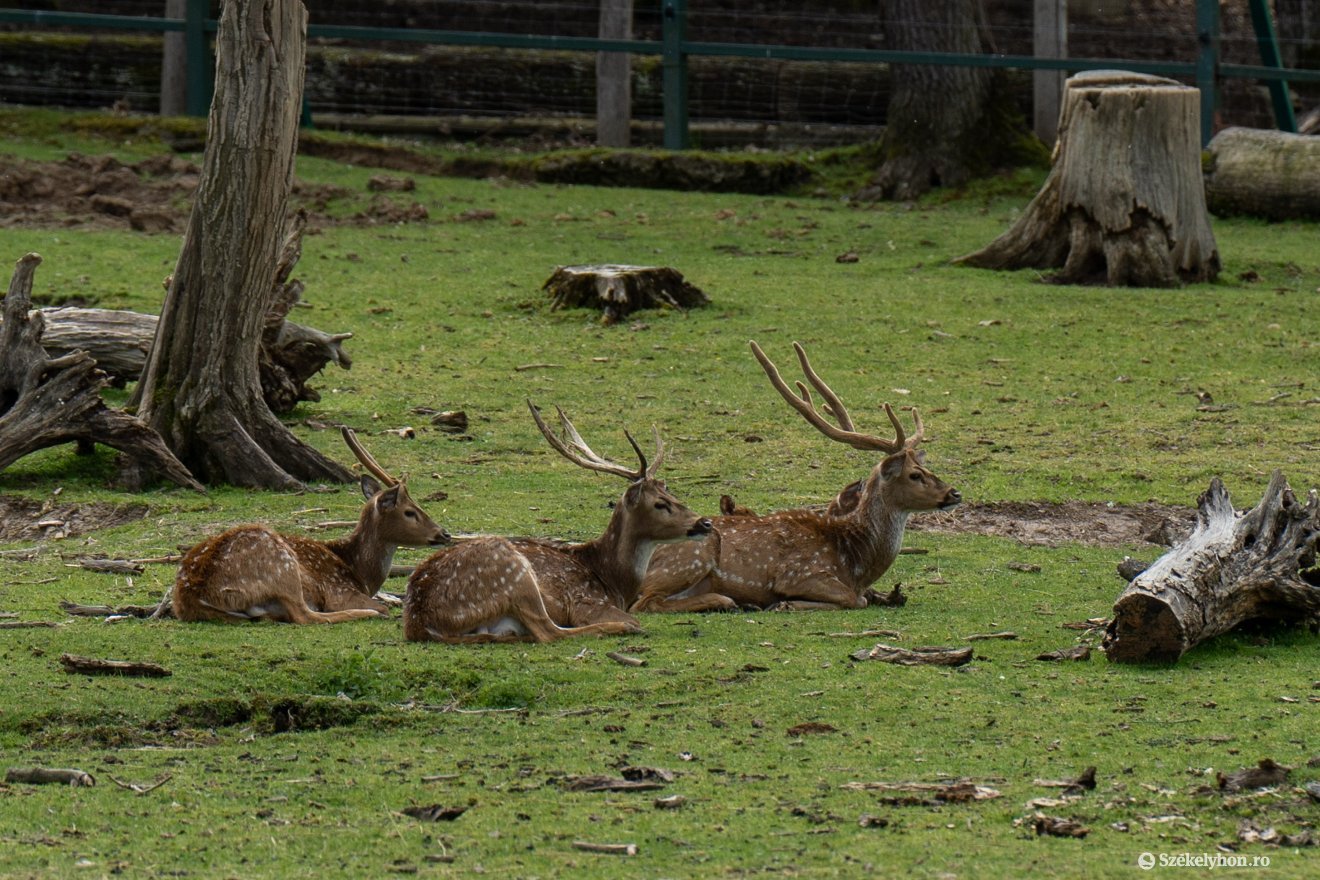 &bullet;  Fotó: Haáz Vince