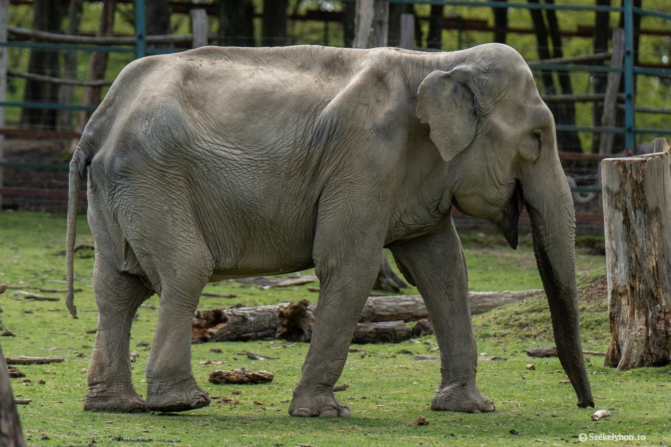 &bullet;  Fotó: Haáz Vince