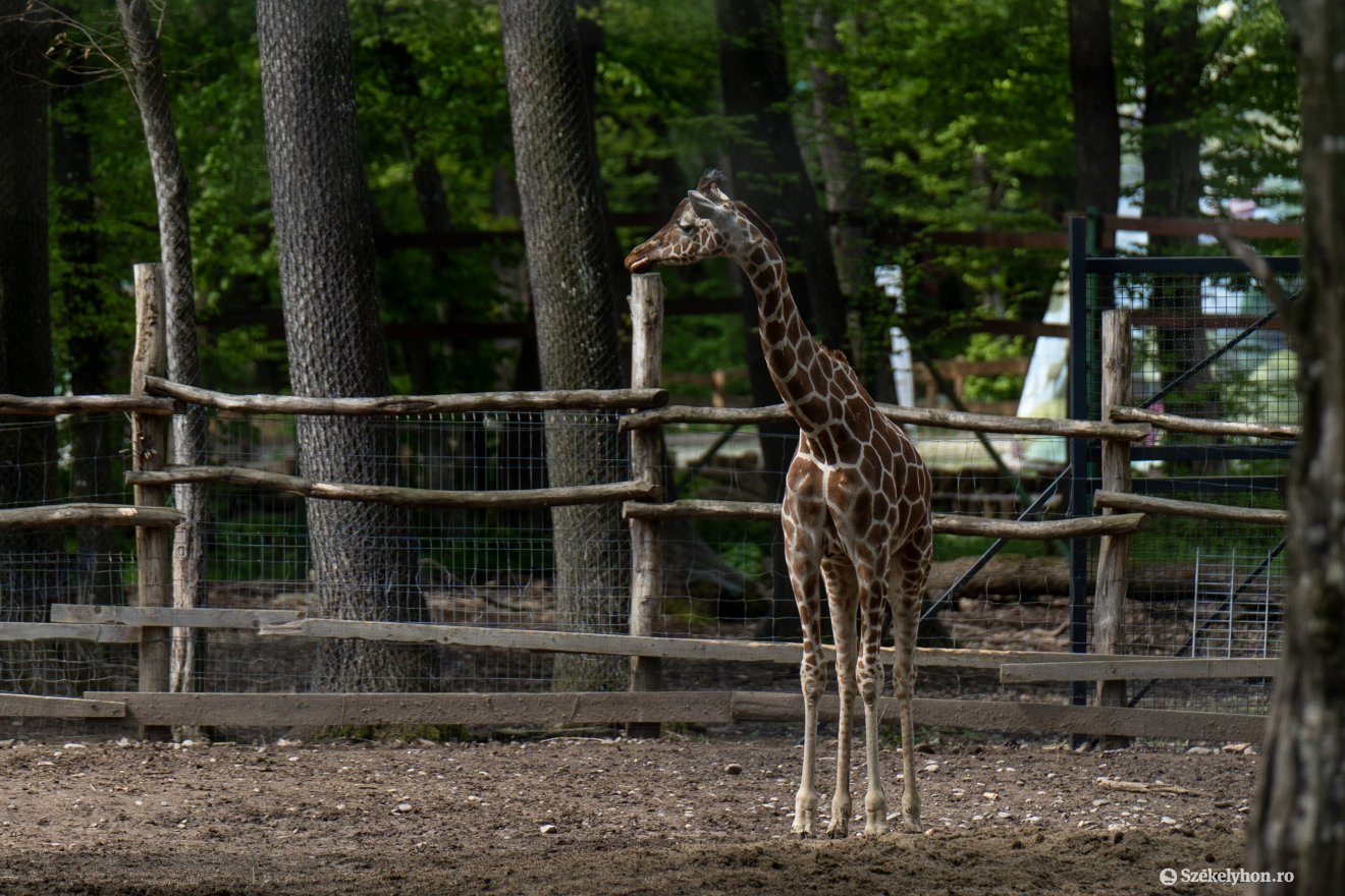 &bullet;  Fotó: Haáz Vince