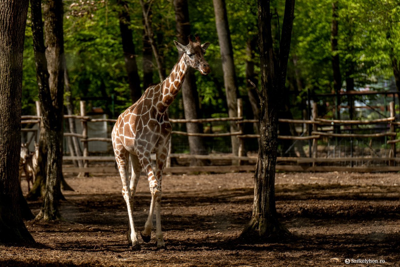 &bullet;  Fotó: Haáz Vince