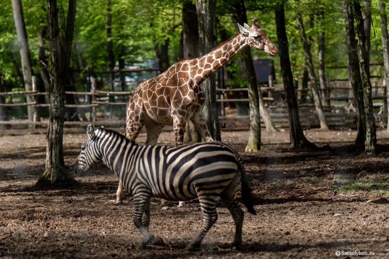 &bullet;  Fotó: Haáz Vince