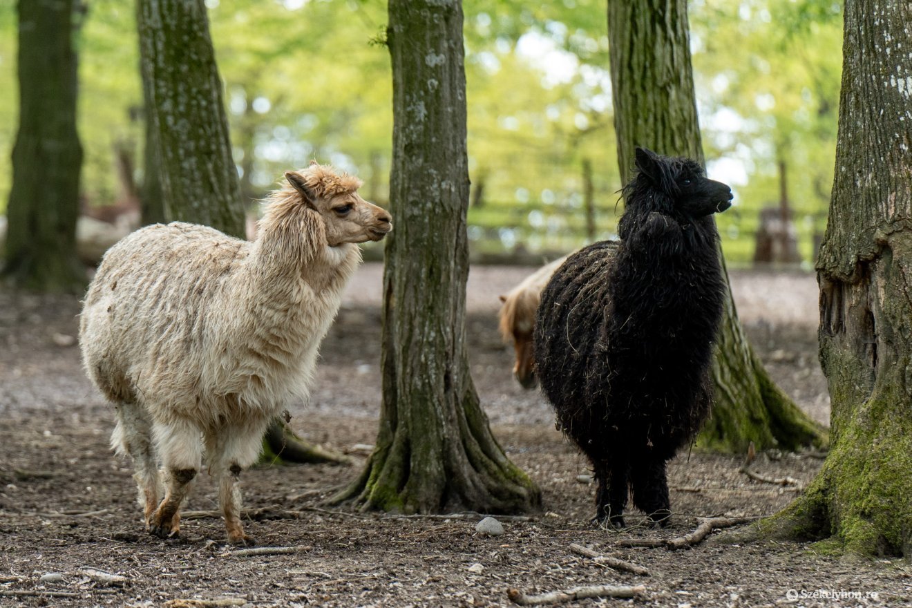&bullet;  Fotó: Haáz Vince