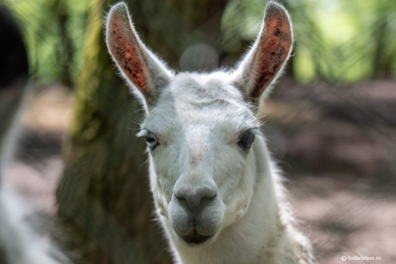 &bullet;  Fotó: Haáz Vince