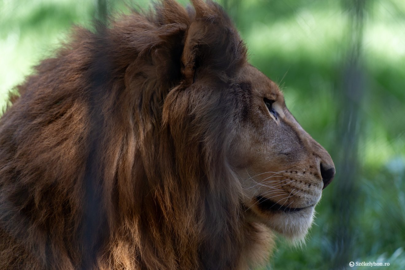 &bullet;  Fotó: Haáz Vince