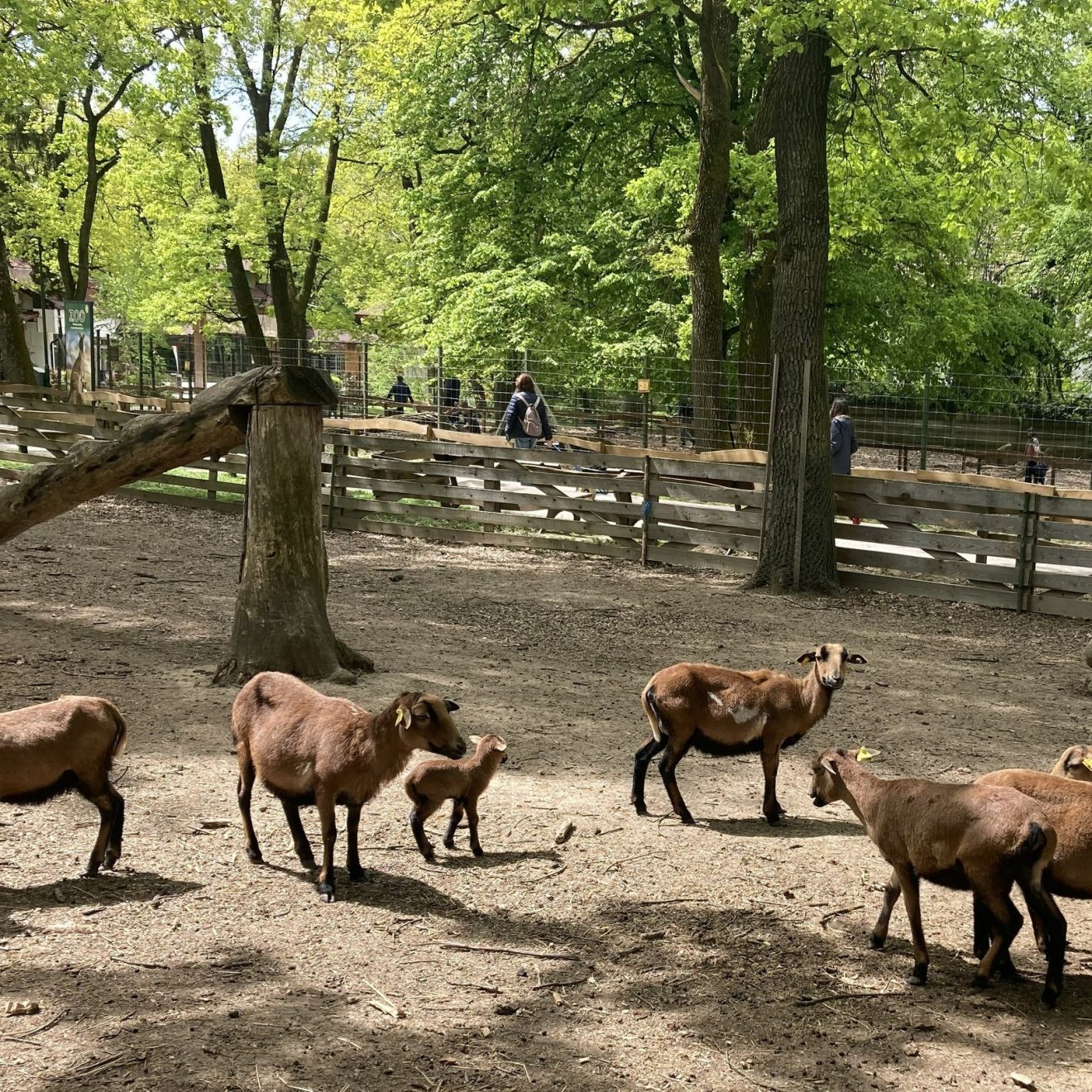 Nézelődik a kis muflon &bullet;  Fotó: Marosvásárhelyi Állatkert