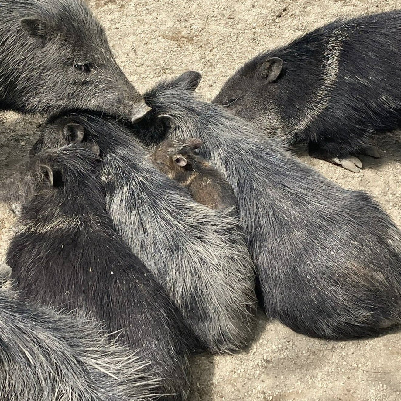 A vaddisznóra hasonlító pekarik &bullet;  Fotó: Marosvásárhelyi Állatkert