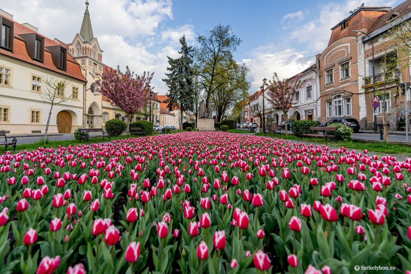 A Bolyai téren érdemes megnézni a tulipánokat &bullet;  Fotó: Haáz Vince