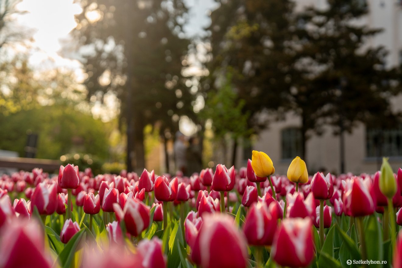 Több száz tulipán a Bolyai téren &bullet;  Fotó: Haáz Vince