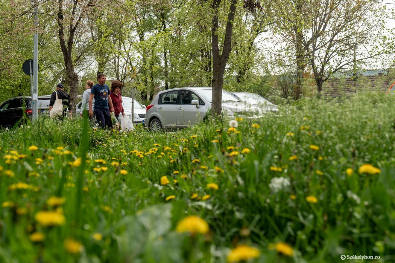 Az elmúlt napok esőzése nyomán gyorsan nő a fű &bullet;  Fotó: Haáz Vince