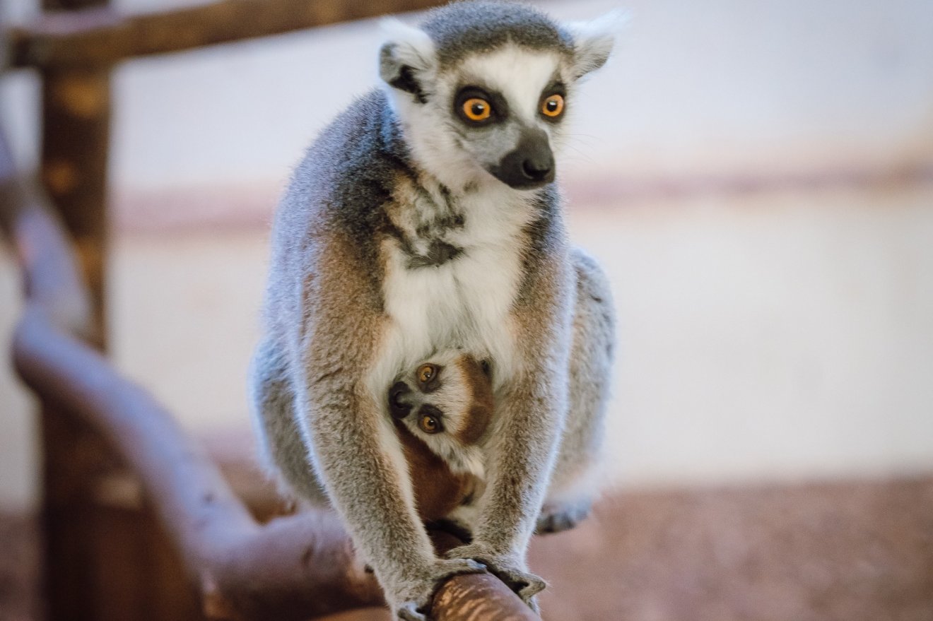 Anyjába kapaszkodik a kis maki &bullet;  Fotó: Marosvásárhelyi Állatkert