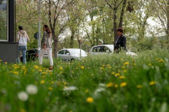 Vágják a füvet, irtják a kullancsokat