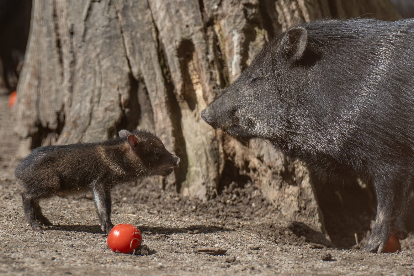 A biológusok tudják, de időnként nem árt felhívni rá a többiek figyelmét: óvjuk a környezetet!