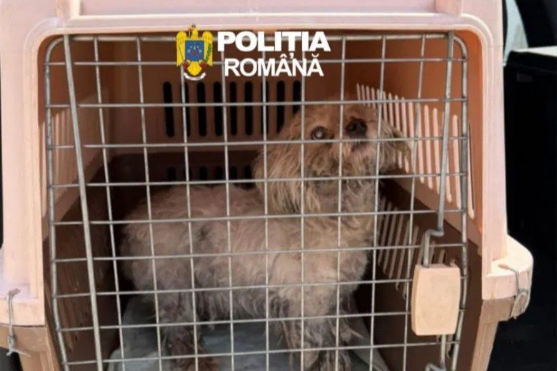 A kutyát egy állatvédő szervezethez helyezték el, miután elvették gazdájától &bullet;  Fotó: Maros Megyei Rendőr-főkapitányság