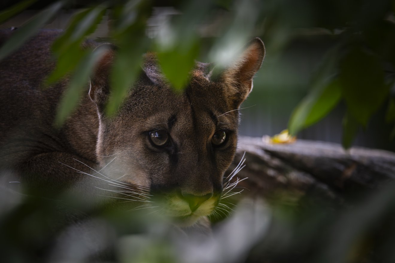 &bullet;  Fotó: Marosvásárhelyi Állatkert