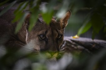 Új állatok érkeztek a Marosvásárhelyi Állatkertbe