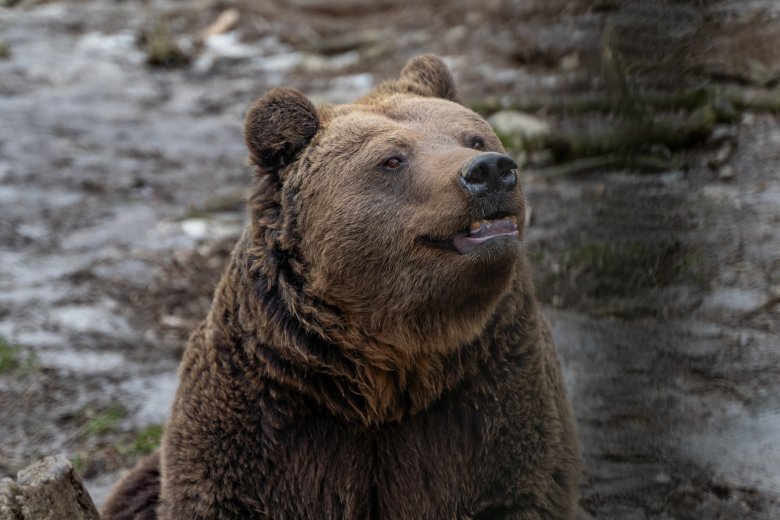 Medvék, farkasok: gyarapodnak az egyik erdélyi megyében a vadak okozta károk