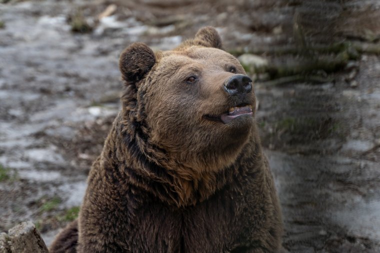 Medvék, farkasok: gyarapodnak az egyik erdélyi megyében a vadak okozta károk
