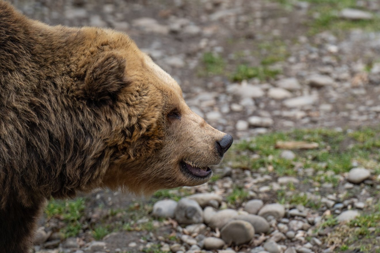 Juhot próbált elvinni az esztenáról a medve, ezt próbálta megakadályozni az haszonállatok tulajdonosa • Fotó: Haáz Vince