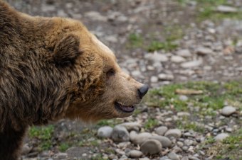 Juhait próbálta menteni a medvétől, a gazdát sebesítette meg a nagyvad
