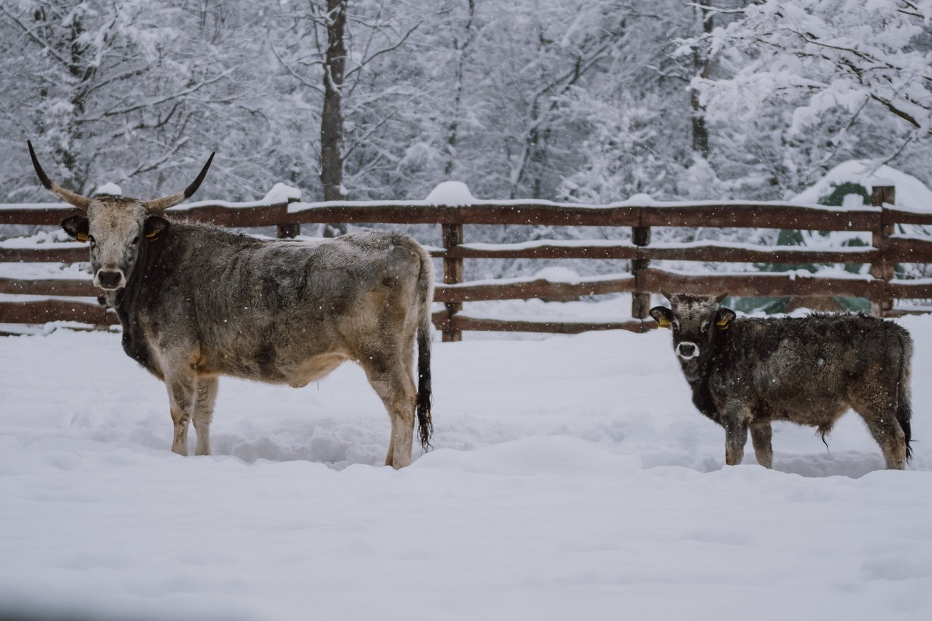 Az őshonos állatok nem félnek a hótól &bullet;  Fotó: Marosvásárhelyi polgármetseri hivatal